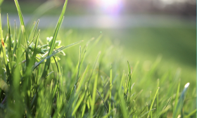 https://housecallsdiy.com/uploads/projects/Overseeding.png