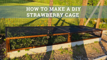 https://housecallsdiy.com/uploads/projects/Strawberry_Cage_HERO_IMAGE_FOR_BLOG-5.png