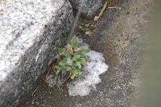 spraying herbicide with the chemical 