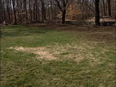 damaged lawn