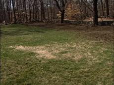 damaged lawn