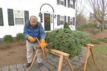 cutting the christmas tree trunk
