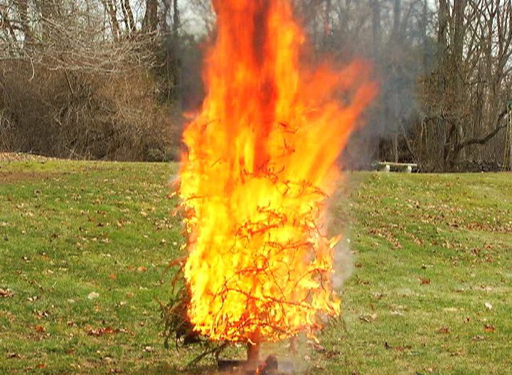 Tree Cold Pyro A Dry Christmas Tree Can Burn Like an Inferno • HouseCalls